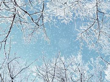 snow and ice on tree branches
